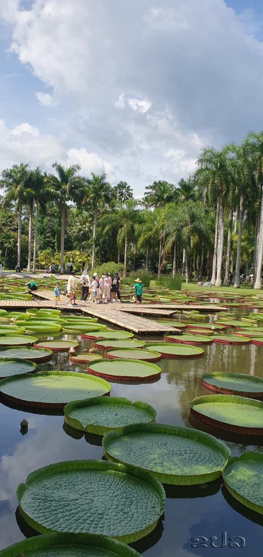 Touring National Trees and Flowers Garden in Xishuangbanna